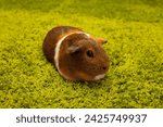 Charming 4K Ultra HD Image: Close-Up of Small Guinea Pig on White Background | Endearing Pet Portrait