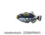 Small photo of Big Clown Triggerfish isolated on white background. Colorful clownfish swimming cut out icon, side view. Balistoides conspicillum marine tropic fish cutout design element, side view