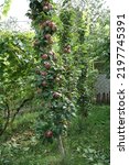 Tall Columnar Apple Tree With...