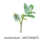 Small photo of Salix caprea or goat willow is aphrodisiac, cordial and stimulant and used as an anodyne and febrifuge