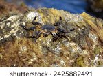 Small photo of Sally Lightfoot caribbean crab grapsus on a wet rock with seaweed