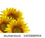 Three Sunflowers Isolated On...