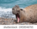 Portrait of the elephant seals of Punta Ninfas, Argentina