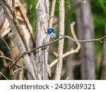 Small photo of Fairy Wrens are very small skittish birds