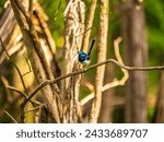 Small photo of Fairy Wrens are very small skittish birds
