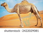 A camel in the desert tired by...