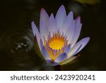 Small photo of Delicate lotus flower in a lake where ripples are perceived from the fall of a leaf, said elegant and delicate flower shows its purple and intense yellow colors in its center.