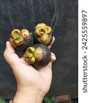Small photo of hand holding mangosteen fruit. three blackish ripe mangosteens.