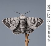 The peppered moth  biston...