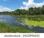 Small photo of A serene lake unfolds, adorned with countless lotus leaves. The aquatic foliage creates a mesmerizing tableau, as emerald pads blanket the water's surface, embodying tranquility and natural grace.