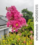 Small photo of Lagerstroemia Indica, the crape myrtle. The flowers are grouped in large terminal panicles. They are conspicuous for their heavily undulate petals.