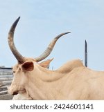 Small photo of African Bull, largest horn ,big horn bull, beautiful bull horn