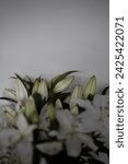 Small photo of White lilias in a white background in a tall glass vase, flower buds, lilies buds, white and green flowers