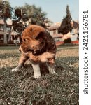 Small photo of Puppies are adorable bundles of fur and love, brimming with energy and curiosity. With their playful nature and innocent eyes, they capture hearts effortlessly. From their tiny, wobbly steps to their