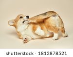 Adorable cute puppy Welsh Corgi Pembroke lying and biting its own tail on light background