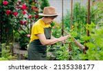 A Female Gardener Works In Her...
