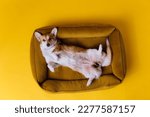 Small photo of Adorable cute Welsh Corgi Pembroke sleeping and relaxing in dog bed on yellow studio background. Most popular breed of Dog. Advertising concept