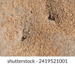 Small photo of The houses of ants are strange, they make their habitat on the ground, people trample it under their feet, you can see it in this picture. (temporary accommodation)