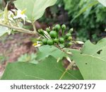 Small photo of Solanum torvum ( pea eggplant, sparrow eggplant) or commonly called takokak is the smallest eggplant. It's usually eaten as fresh vegetables