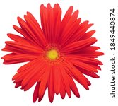Red Gerbera Daisy Flower Full...