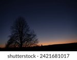 Small photo of Picture captures the essence of a tree's beauty at sunset. Disappointed in life doesn't imply, it is devoid of beauty, if experience hardships. Downs have their charm to offer alternative perspective