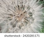 Small photo of This is a closeup shot of a dandelion type flower that has gone to seed with beautiful detail of the seed carrying white wisps.