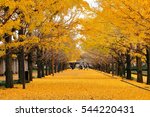 Two Rows Of Ginkgo Trees With...