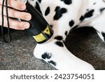 Small photo of laser therapy with a dalmatian puppy at physiotherapy