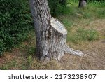 Small photo of Truncated trunk of a twin tree