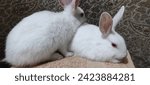 Small photo of A rabbit baby, commonly known as a kit or bunny, is a small and adorable mammal that belongs to the family Leporidae. With soft fur, large ears, and a twitchy nose, rabbit babies