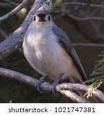 Tufted Titmouse Bird Perched On ...