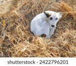 Small photo of Dog, bitch, farm, dog on grass
