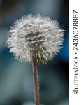 Small photo of a dandelion that has gone to seed