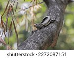 Small photo of skink, resting in the trees, this species likes to be in high areas where it can see far and wide