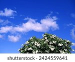 Small photo of White flowers dance against a backdrop of azure skies, painting a serene tableau of nature's elegance and purity.