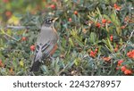 The American robin (Turdus migratorius) that winters in California feeds on a variety of berries.