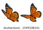 The Monarch Butterfly Vector...