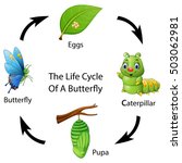 Butterfly Life Cycle Free Stock Photo - Public Domain Pictures