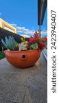 Small photo of Different kinds of Eugenia plants in a clay pot in the garden of a house during a sunny day with a very blue sky