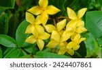 Small photo of Jarum-jarum or Ixoroideae is a  subfamily of flowering plants in the  family rubiacaee and contains about 4000 species  in 27 tribes