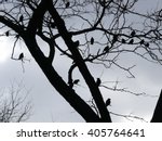 Ravens in a Tree, black and white photograph.