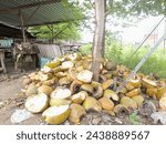 Small photo of Bojonegoro, Indonesia, March 17, 2024: A pile of young coconut skins that have been split, after extracting coconut water and coconut flesh for young coconut ice drinks during the month of Ramadan
