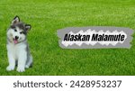 Alaskan malamute dog on a grass ...