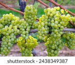 Small photo of Grapes hanging on branch. Hanging grapes. Grape farming. Grapes farm. Tasty green grape bunches hanging on branch. Grapes. Close-up of a blue grape hanging in a vineyard
