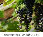 Small photo of Close up of grapes hanging on branch. Hanging grapes. Grape farming. Grapes farm. Tasty purple grape bunches hanging on branch. Grapes. Close-up of a purple grape hanging in a vineyard