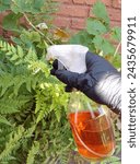 Small photo of Spraying plants in the garden to repel insects with a naturla product. Vinegar diluted with water