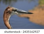 Small photo of Close up of a Goliath heron in Amboseli National Park, Kenya.