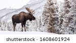 A moose in snow in jasper...