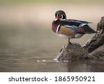 A Wood Duck In Autumn