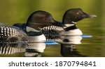 A Common Loon In Maine 